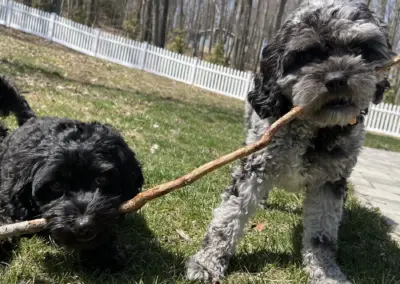 “the greatest wealth is health